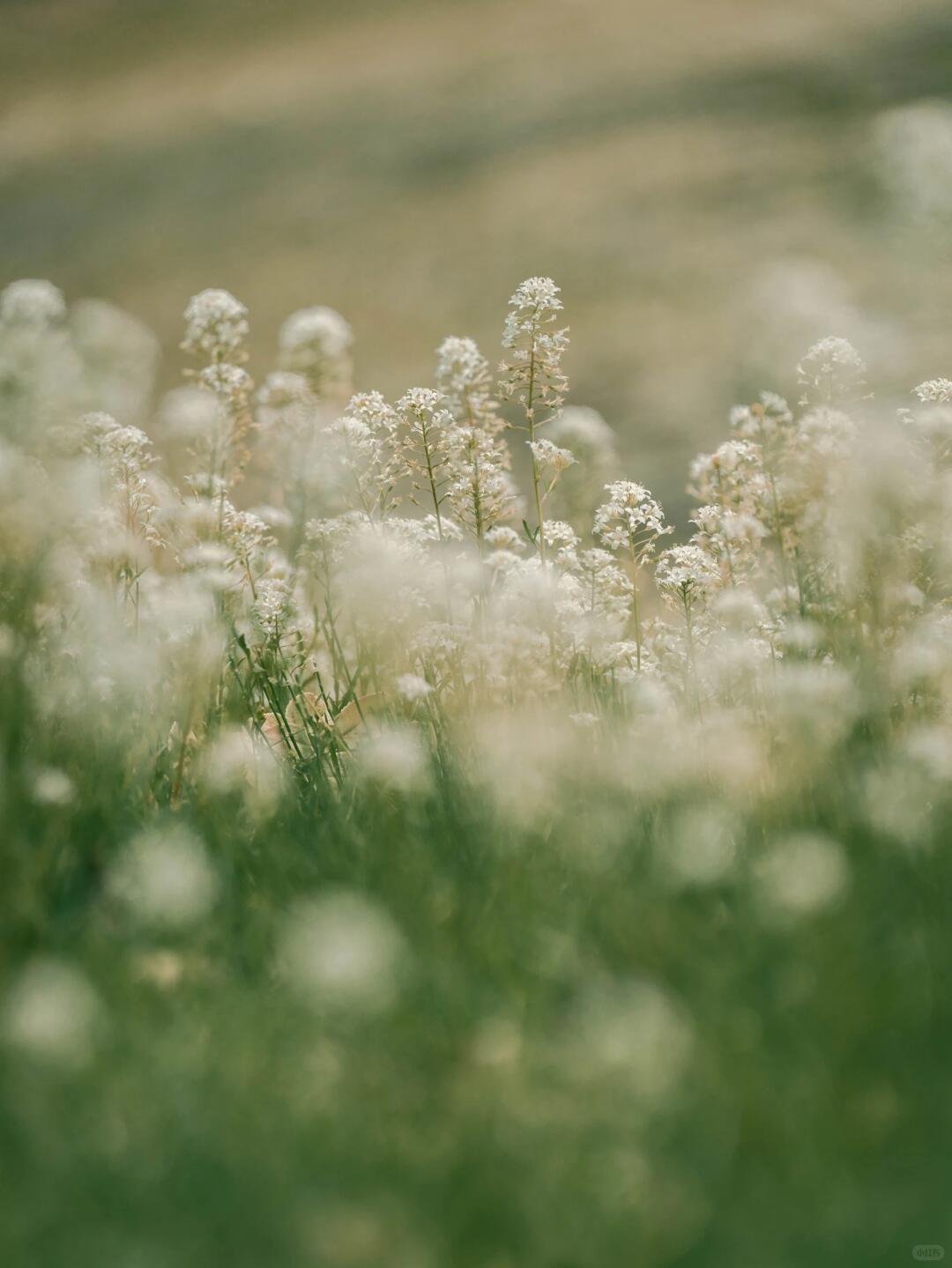 What Does Beauty Mean? [아름다움에 대한 짧은 철학]